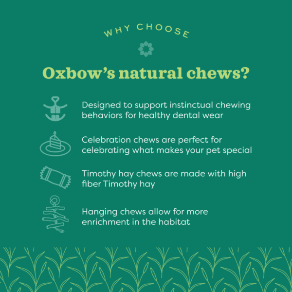 Oxbow Enriched Life - Festive Celebration Cone for Pets