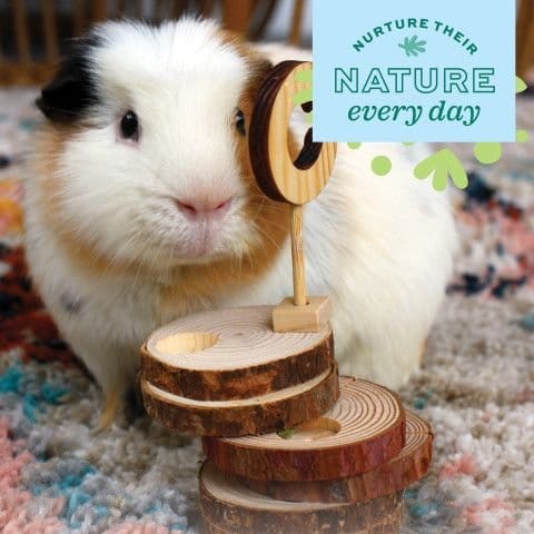 Oxbow Enriched Life - Timber Treat Teaser for Small Pets: An Ideal Enrichment Toy
