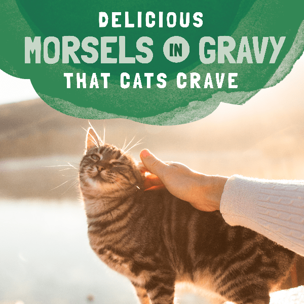 Natural Balance Platefulls Premium Chicken & Giblets Recipe Tender Morsels in Gravy Cat Food Pouch for Adult Cats
