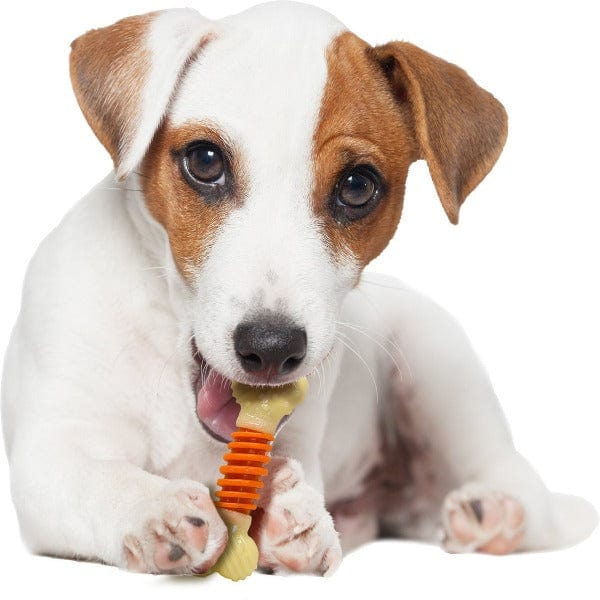 Nylabone Professional Action Dental Power-Chewing Durable Toy for Dogs