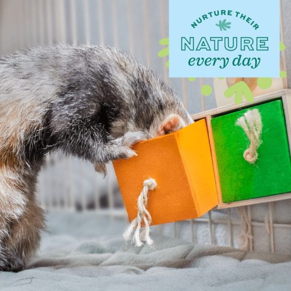 Oxbow Enriched Life Pull 'n Seek Interactive Pet Toy