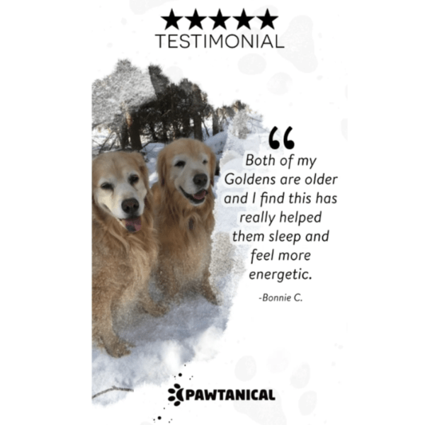 Pawtanical PawDaily All - in - One Full - Spectrum Health Oil for Beloved Pets