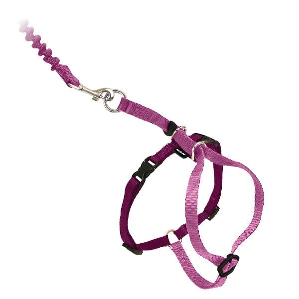 PetSafe Come With Me Cat Harness and Bungee Leash - An Ideal Walking Gear for Felines