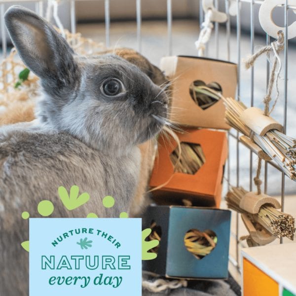 Oxbow Enriched Life - High - Quality Hanging Bulrush Bunches for Pets