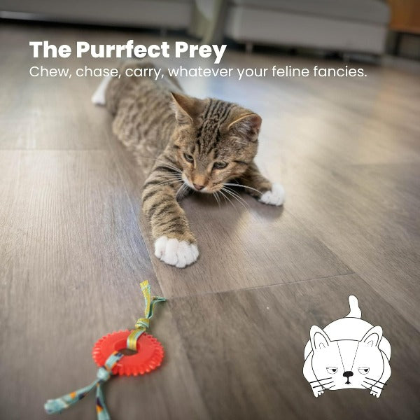 Petstages Interactive Dental Kitty Chew Wheel Cat Toy for Chewing Enthusiast Felines