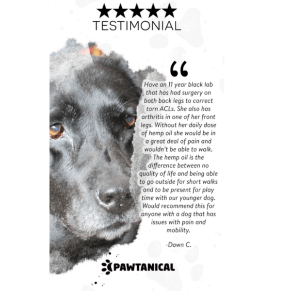 Pawtanical PawDaily All - in - One Full - Spectrum Health Oil for Beloved Pets