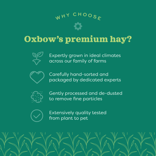 Oxbow Premium All-Natural Western Timothy Hay for Small Pets