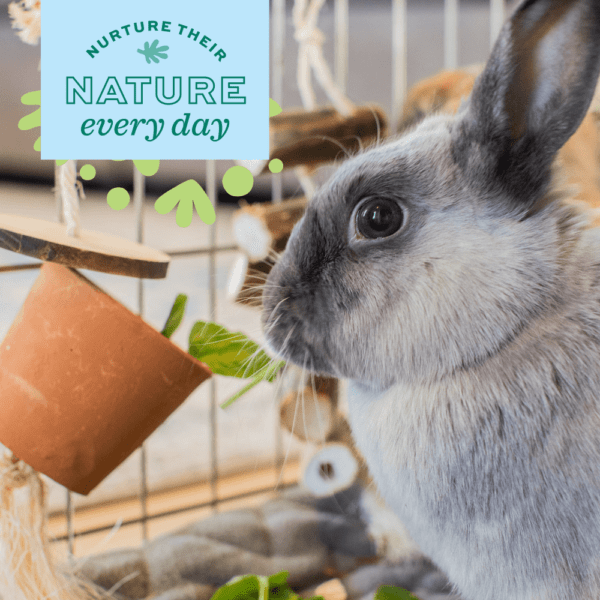 Oxbow Timothy Club Timothy Hay Barrel - Ideal Enrichment Accessory for Small Pets