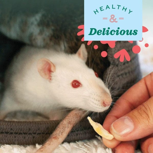 Oxbow Animal Health's Simple Rewards Freeze - Dried Banana Treats for Small Pets