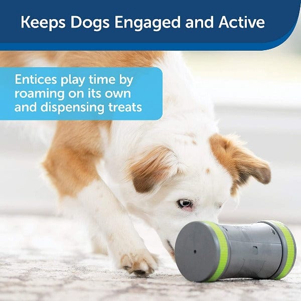 PetSafe Interactive Kibble Chase Roaming Treat Dispensing Dog Toy for Enhanced Canine Entertainment