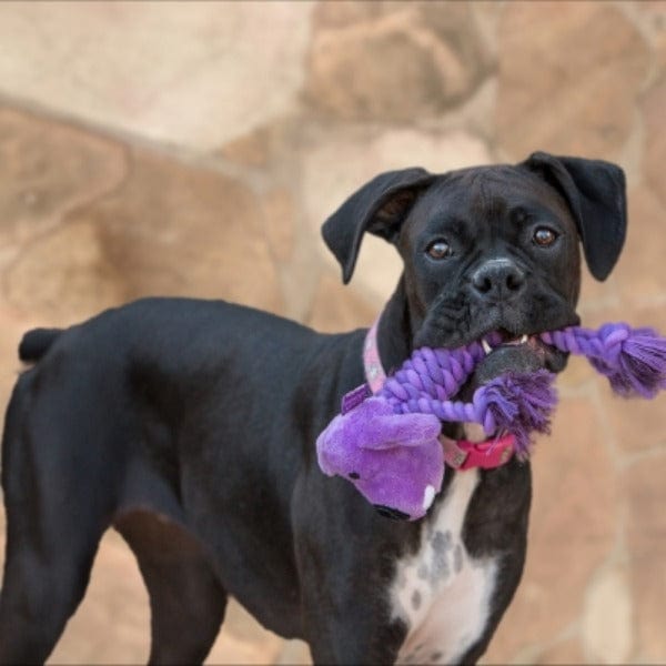 Multipet Plush - Head Rope Body Loofa Dog Toy in 4 Vibrant Colors