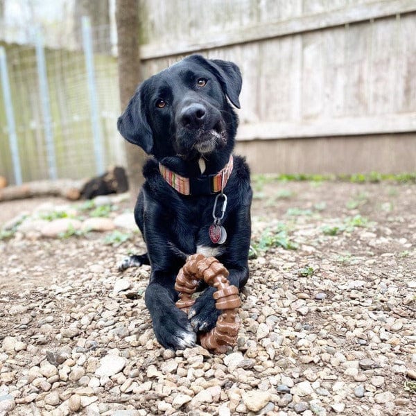 Nylabone Durable Textured Power Chew Ring Toy for Aggressive Dog Chewers