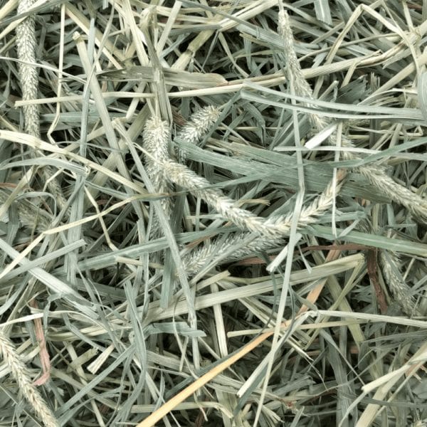 Oxbow Premium Small Pet Hay Blends of Western Timothy and Orchard Grass