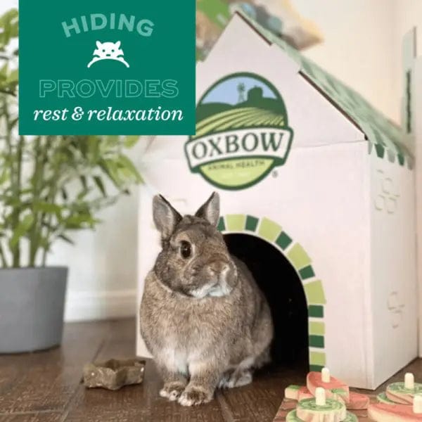 Oxbow Enriched Life Timothy Hut - Ideal Rest Spot for Small Pets
