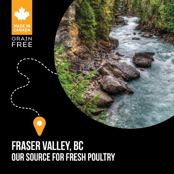 Nutrience SubZero Fraser Valley Premium High-Protein Dry Cat Food for Optimal Feline Health