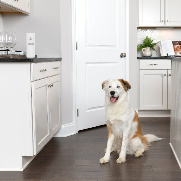 PetSafe SSSCAT Automatic Spray Device for Deterring Pets