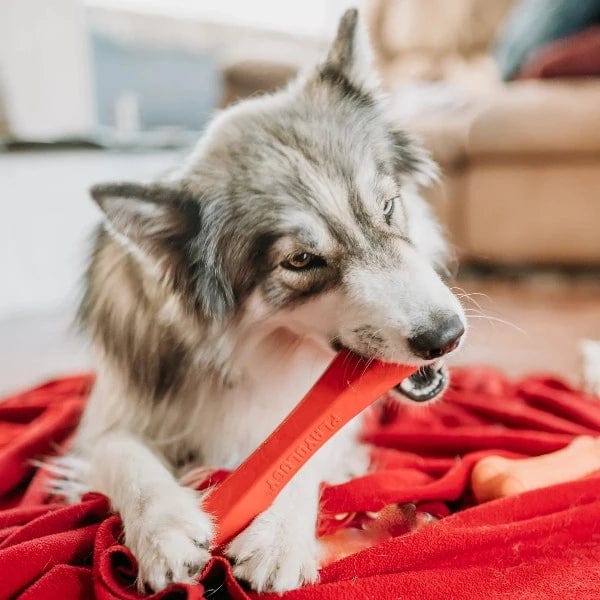Playology Interactive Squeaky Chew Stick Toy for Dogs
