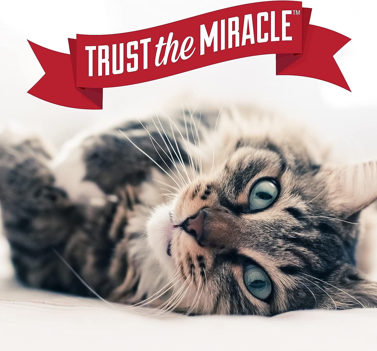 Nature's Miracle Premium Enzymatic Urine Destroyer Plus Specially Designed for Cats