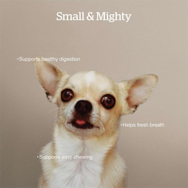 Now Fresh Small Breed Adult Dry Dog Food - Good Gravy Salmon Recipe