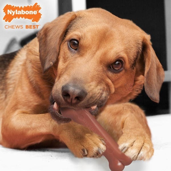 Nylabone Twin Pack of Durable Bacon & Chicken Flavored Dog Chew Toys