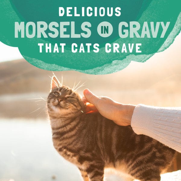 Natural Balance Platefulls Premium Chicken & Omega - rich Salmon Recipe Delectable Morsels in Gravy Cat Food Pouch