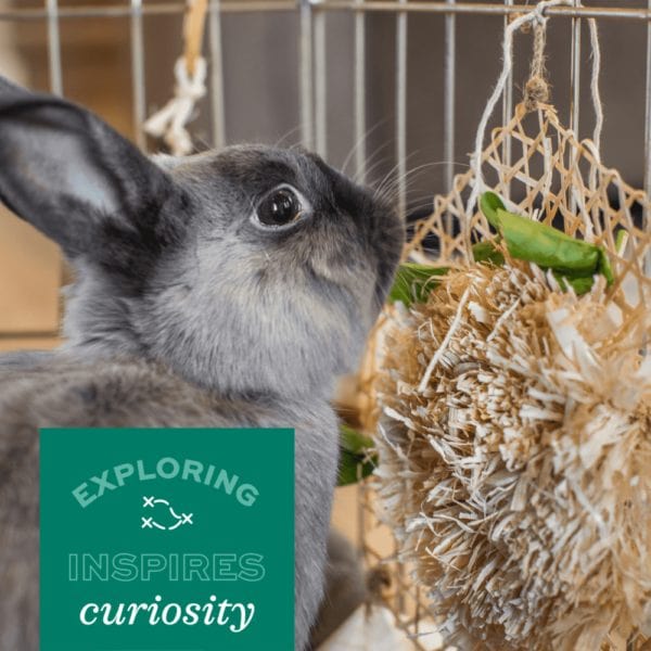 Oxbow Enriched Life Play Garden - An Ideal Pet Enrichment Toy
