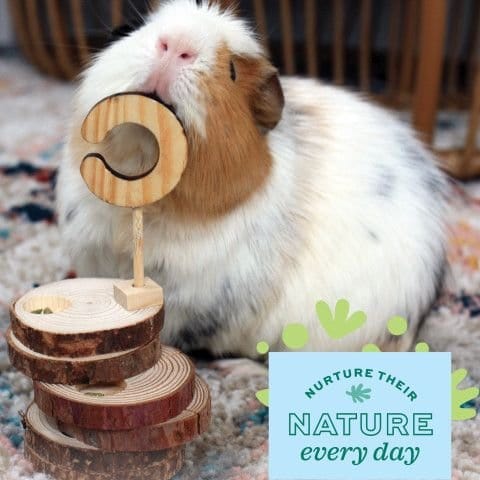 Oxbow Enriched Life - All - Natural Dangly Treat Party Pack for Small Pets