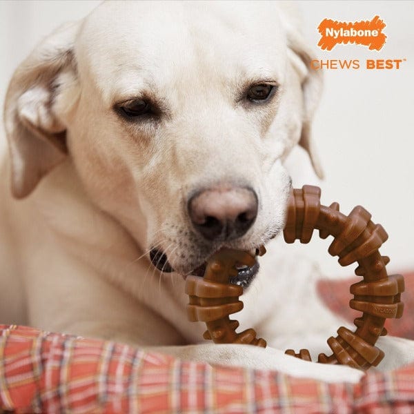 Nylabone Durable Textured Power Chew Ring Toy for Aggressive Dog Chewers