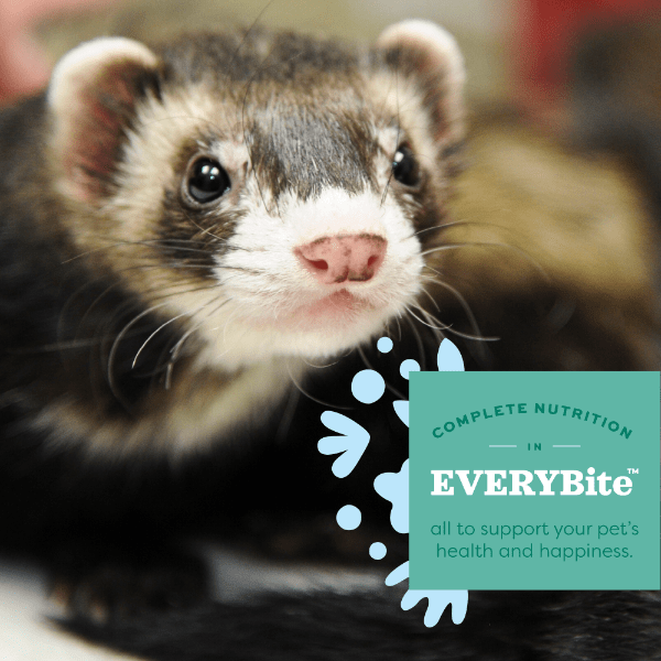 Oxbow Premium Essentials Ferret Diet Food, 4-Pound Bag