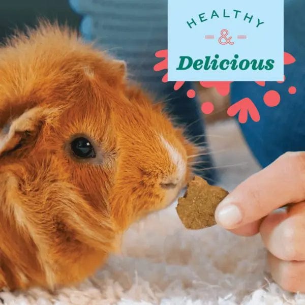 Oxbow Organic Barley Biscuits - Healthy Treats for Small Pets