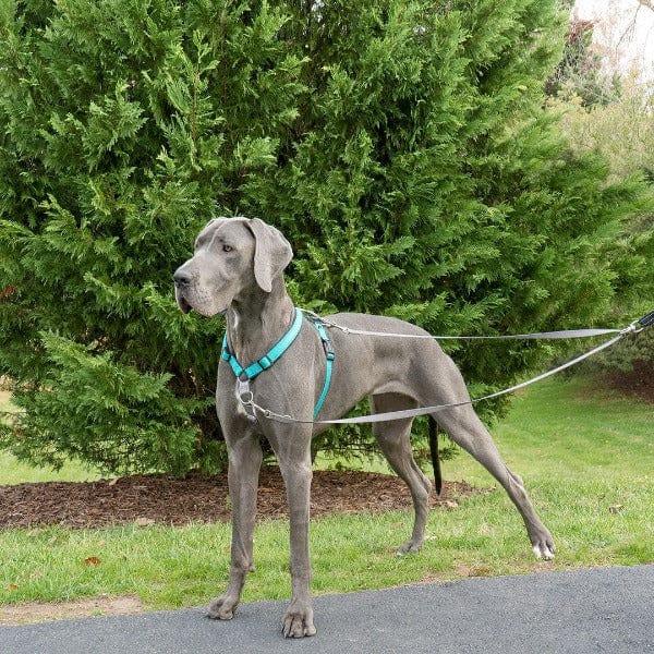 PetSafe Anti-Pulling Dog Leash for Enhanced Control with 3 in 1 Harness and Car Restraint