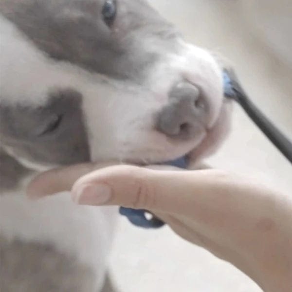 Paw Ready BrushMate Toothbrush with Bite - block for Easy Pet Teeth Cleaning
