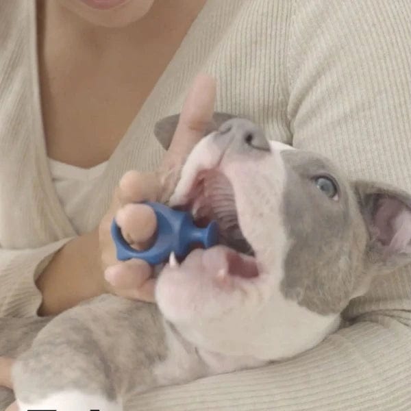 Paw-Ready Pet Tooth Brushing Bite Block