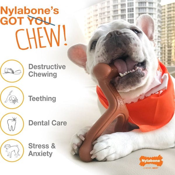 Nylabone Twin Pack of Durable Bacon & Chicken Flavored Dog Chew Toys