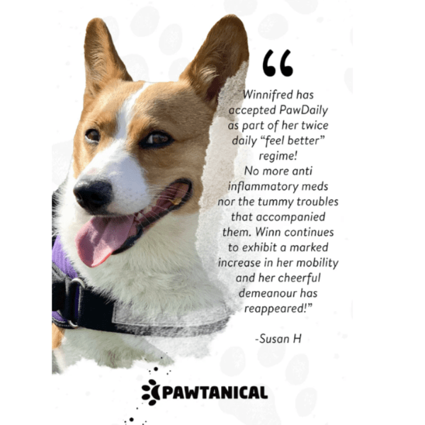 Pawtanical PawDaily All - in - One Full - Spectrum Health Oil for Beloved Pets