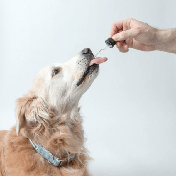 Pawtanical PawDaily All - in - One Full - Spectrum Health Oil for Beloved Pets