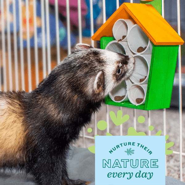 Oxbow Enriched Life - A Safe and Fun Treat House for Your Pets
