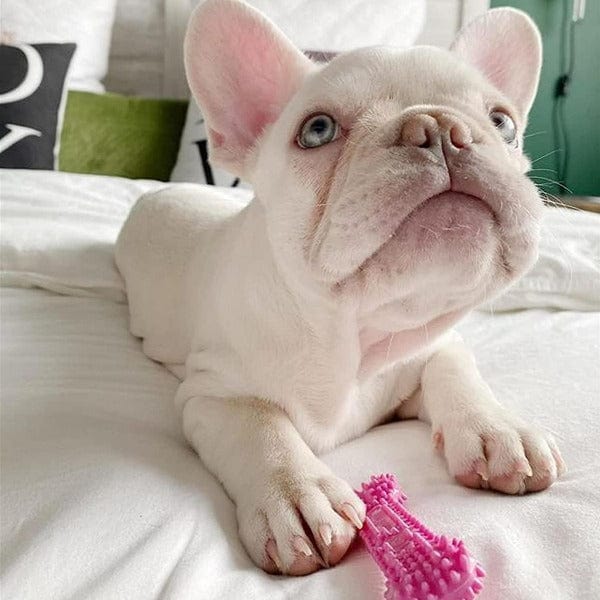 Nylabone Flexible Puppy Chew Toy for Teething and Soothing with Dental Benefits