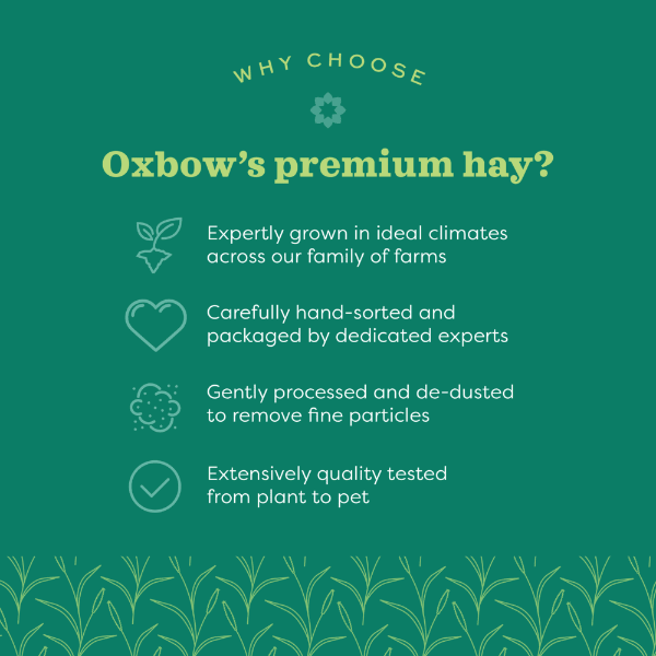 Oxbow Premium Small Pet Hay Blends of Western Timothy and Orchard Grass