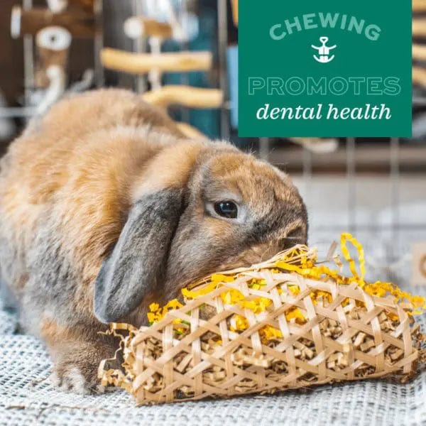 Oxbow Enriched Life Pet Celebration Gift Basket