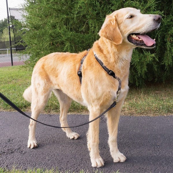 PetSafe All - in - One Multi - Functional Harness and Car Restraint for Dogs
