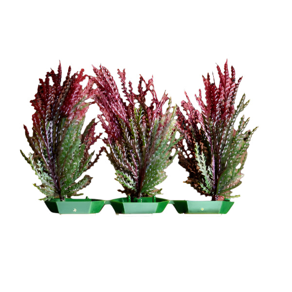 Penn Plax Various Styles of Foreground Plastic Aquarium Plants