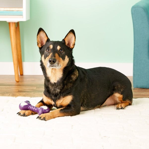 Nylabone Puppy Teething Chew Toy with Double - Action and Bacon Flavor