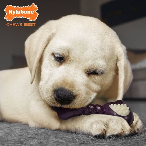 Nylabone Puppy Teething Chew Toy with Double - Action and Bacon Flavor