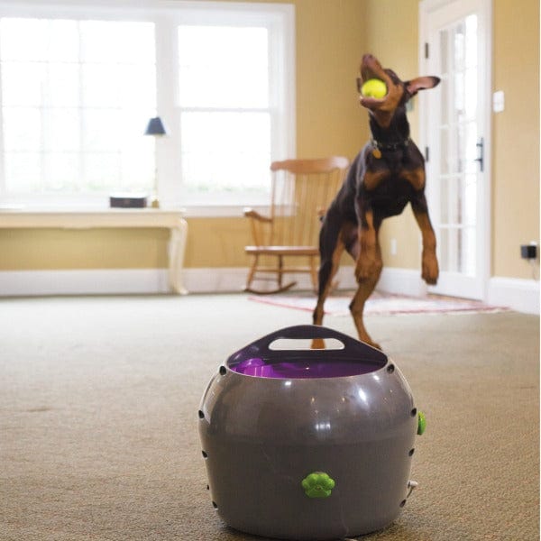PetSafe Automatic Interactive Dog Ball Launcher for Endless Fetch Fun