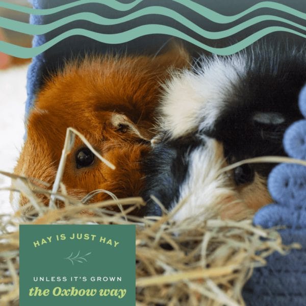Oxbow Premium Orchard Grass Hay for Small Pets