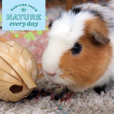 Oxbow Enriched Life Celebration Pom Pom - Ideal Pet Toy for Special Occasions