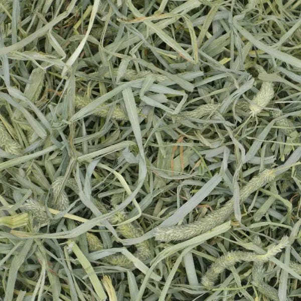 Oxbow Premium Timothy Hay: Hearty, Crunchy, and Nutrient - Rich