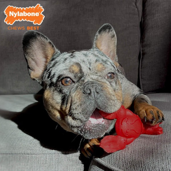 Nylabone Durable Power Chew Dog Toy in Lobster Shape