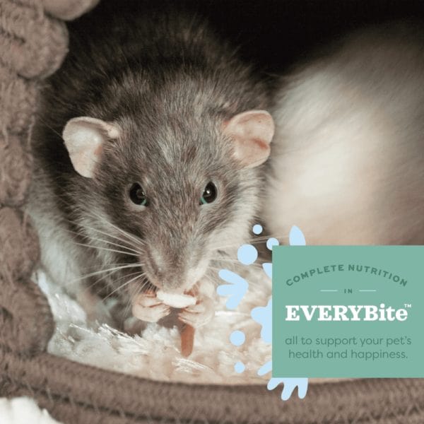 Oxbow Premium Adult Rat Food for a Healthy & Active Life
